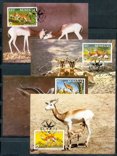 Сенегал Фауна WWF Газели