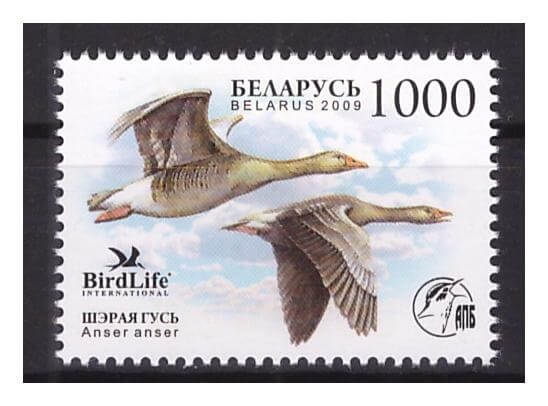 Беларусь 2009 г. № 762. Птица года. Серый гусь