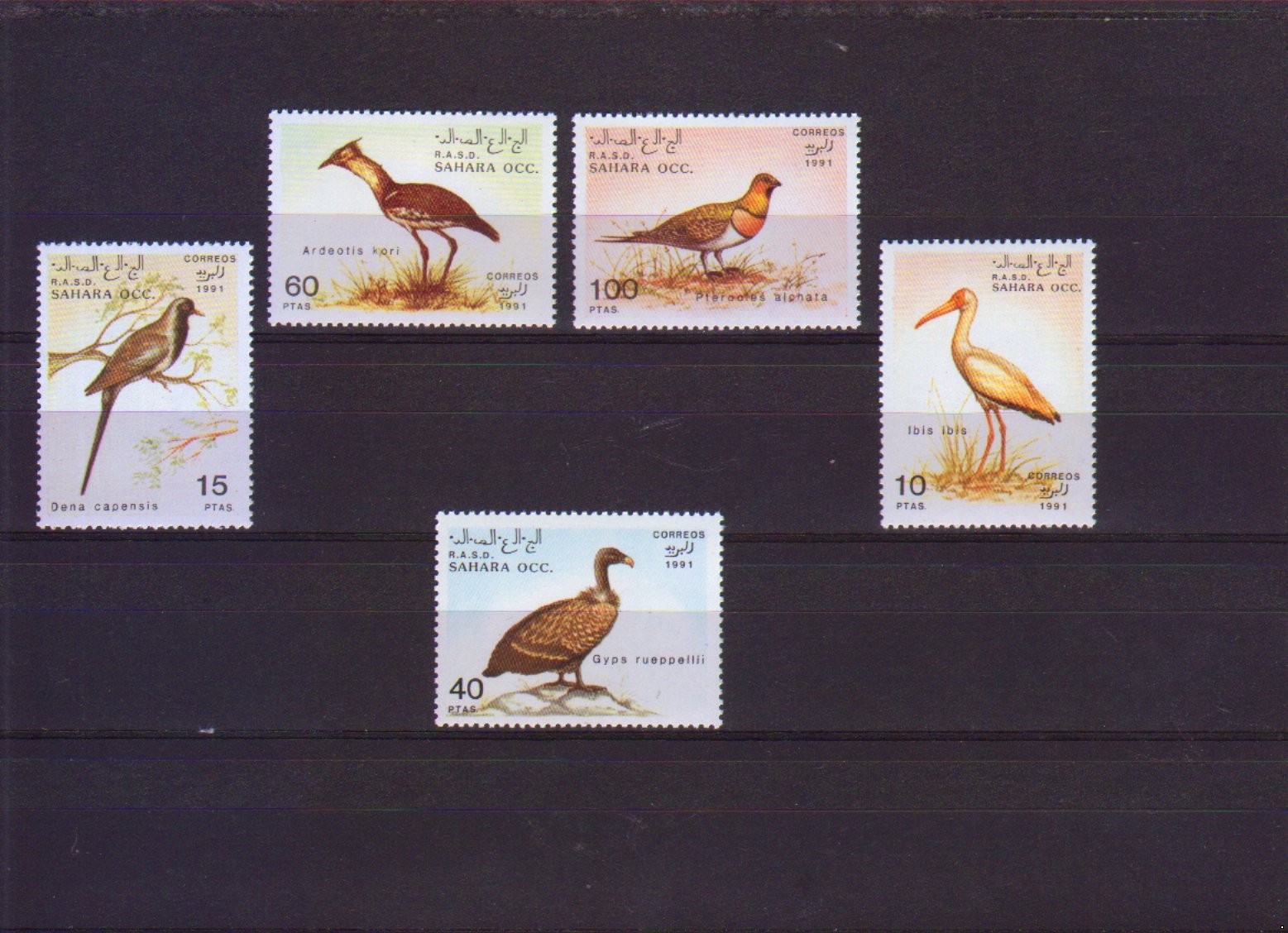 Западная Сахара(САДР) 1991 г. Фауна Птицы, серия